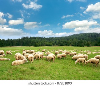 Herd sheep