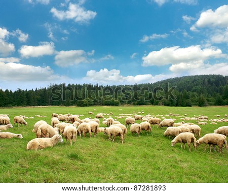 Herd sheep