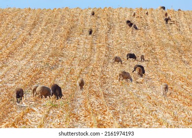 Herd Of Sheep At The Agriculture Field . Farm Animals In Summer