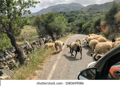 Herd Of Sheep Blocking Mountain Road Before Car. 