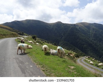 Herd Of Sheep Blocking The Road In The French Pyrenees. 