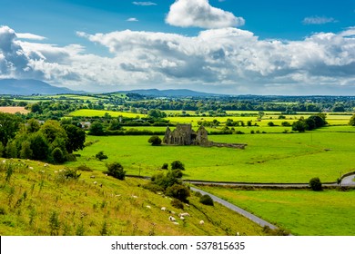 Herd Of Sheep And Castle Ruin In Landscape Of Tipperary In Ireland