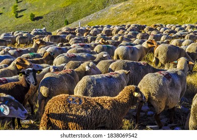 336 Transhumance alpine Images, Stock Photos & Vectors | Shutterstock