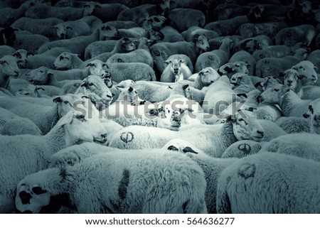 Similar – cloudy lawnmowers Sheep