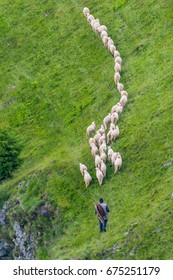 Herd Of Sheep Follow The Path Under The Sight Of Shepard