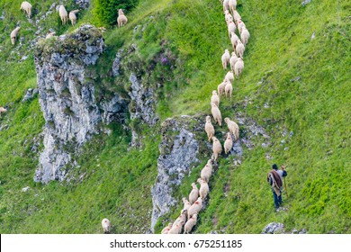 Herd Of Sheep Follow The Path Under The Sight Of Shepard