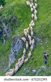 Herd Of Sheep Following The Path Under The Sight Of Shepard