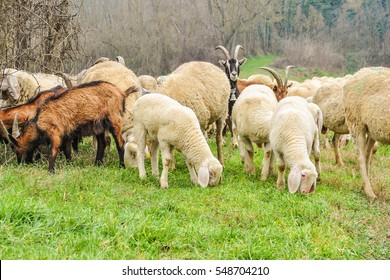 羊图片 库存照片和矢量图 Shutterstock