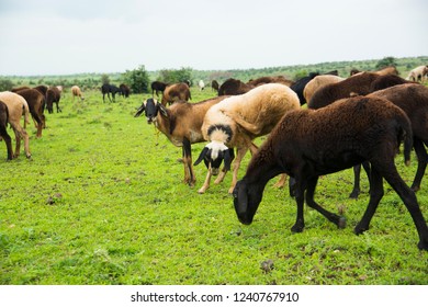 Herd of Sheep and goats in rural village. - Shutterstock ID 1240767910