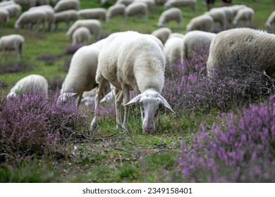 
Herd of sheep grazing across the blooming heathland on the Posbank near Rheden in Gelderland