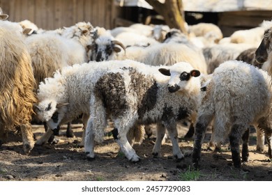 A herd of sheep are grazing in a field. The sheep are all different colors and sizes. Some are brown and white, while others are white and brown. The sheep are scattered throughout the field - Powered by Shutterstock