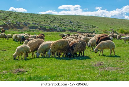 herd of sheep grazing on the grass in the mountain. Ovine breeding in Turkey. - Powered by Shutterstock