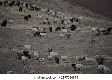 Herd of sheep grazing on mountain slopes of Altai, Russia - Shutterstock ID 2197066593