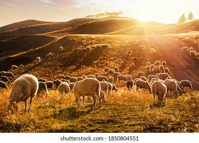 Herd of sheep grazing at sunset in the mountains.