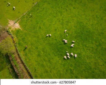 Herd Of Sheep In Green Field Aerial