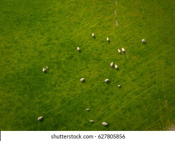 Herd Of Sheep In Green Field Aerial