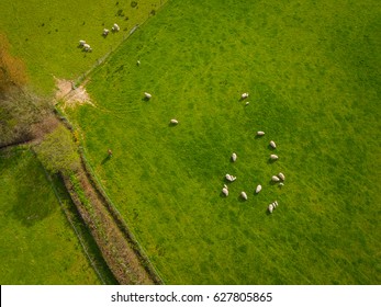 Herd Of Sheep In Green Field Aerial