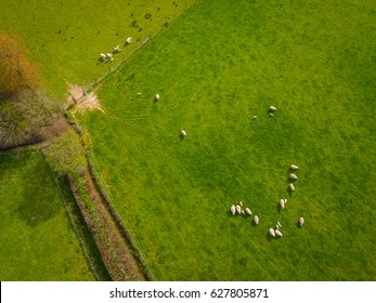 Herd Of Sheep In Green Field Aerial