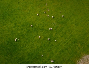 Herd Of Sheep In Green Field Aerial