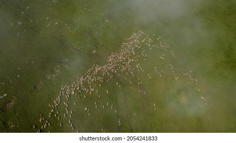 Herd Of Sheep At Green Hills. Aerial View