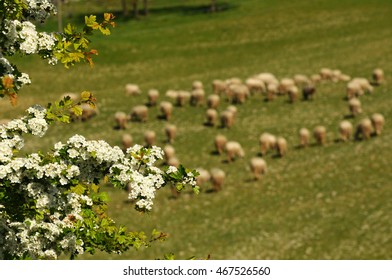 herd sheep in the hills around Siena