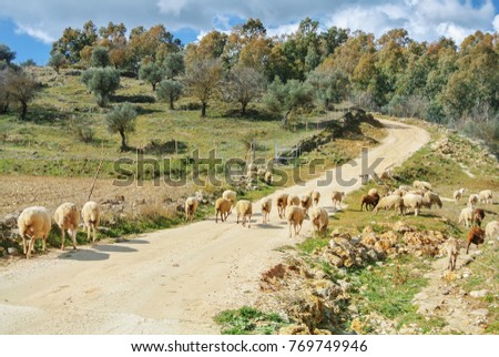 A herd of sheep and lambs greezing going along the path to the village, green grass, blue violet iris flowers and olive trees around. Ronda, Malaga province, Andalusia, Spain.