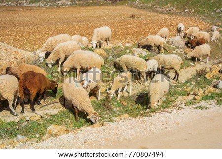 A herd of sheep and lambs greezing going along the path to the village, green grass, and plowed fields around. Ronda, Malaga province, Andalusia, Spain.