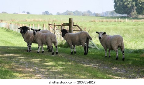 A Herd Of Sheep In The Lancashire Countryside