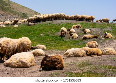 1,524 Sheep Middle East Images, Stock Photos & Vectors | Shutterstock