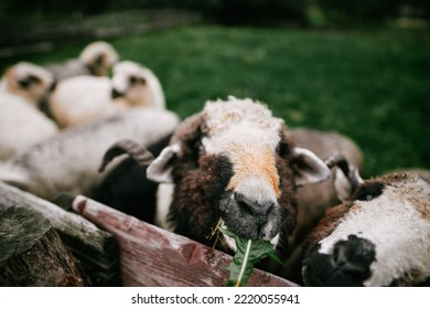 Herd Of Sheep In The Mountains - The Tatra Mountains, Poland, Zakopane.