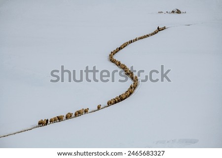 The herd of sheep is moving forward with difficulty in the snow.