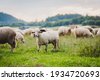 pastures with sheep