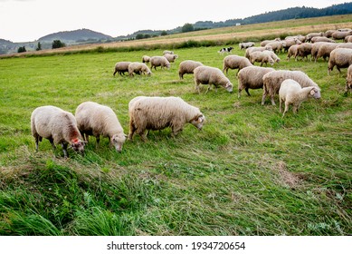 Herd of sheep on beautiful mountain meadow. Grywałd, Pieniny, Poland.
Picturesque landscape background on mountainous terrain.