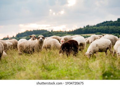 羊羊图片 库存照片和矢量图 Shutterstock