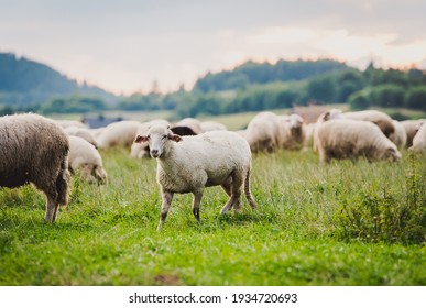 Herd of sheep on beautiful mountain meadow. Grywałd, Pieniny, Poland.
Picturesque landscape background on mountainous terrain.