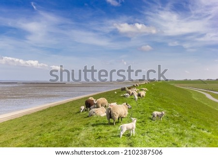 Herd of sheep on a dike at the Wadden sea in Friesland, Netherlands