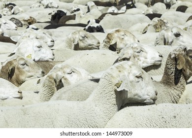 Herd of sheep on a farm outside, nature and animals