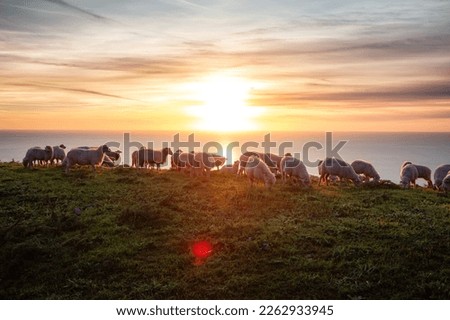 Herd of Sheep on the green grass by the Sea Coast. Sardinia, Italy. Cloudy Sunset Sky