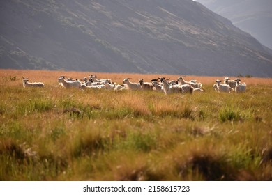 A Herd Of Sheep On A Vast Grassland In The Countryside