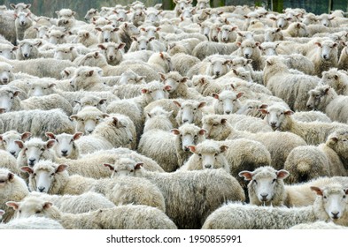 Herd Of Sheep In The Rain, New Zealand.
The Wooly Wet Sheep Are In A Sheepfold Looking Towards The Viewer.