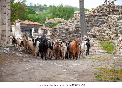 Herd of sheep and rams in the ancient city. Young and old sheep on the old road between stone houses and historical buildings. Small animals walking together. Dangerous looking animal.