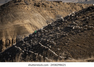 A herd of sheep and rams gracefully making their way up a hill in Georgia.