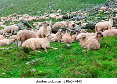 Herd Of Sheep At The Rocky Land . Group Of Farm Animals 