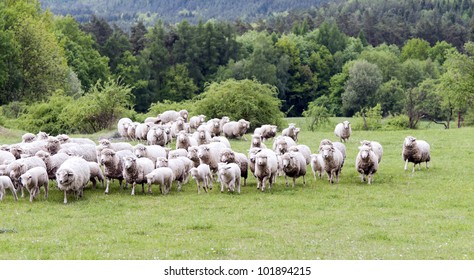 A Herd Of Sheep Running On A Meadow