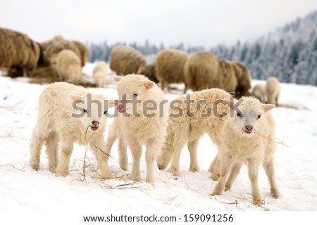Herd of sheep skudde with lamb eating the hay meadow covered with snow. Winter on the farm.