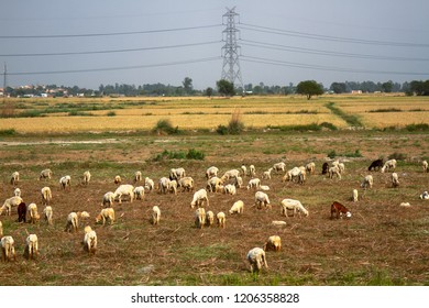 herd of sheep in the spring dry fields.