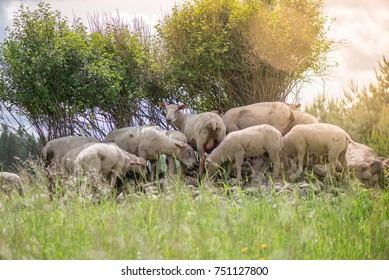 The herd of sheep standing on small hill of rocks under trees, hiding from sun rays and eating grass