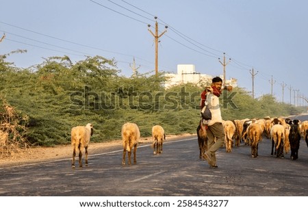 Similar – Image, Stock Photo Sheep in the early morning sun in the dune grass on Sylt