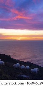 Herd of sheep at sunset on Mount Jaizkibel, Basque Country