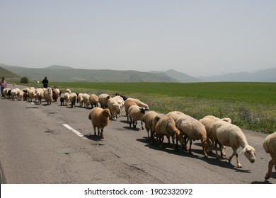 A herd of sheep walking through a road near the meadow